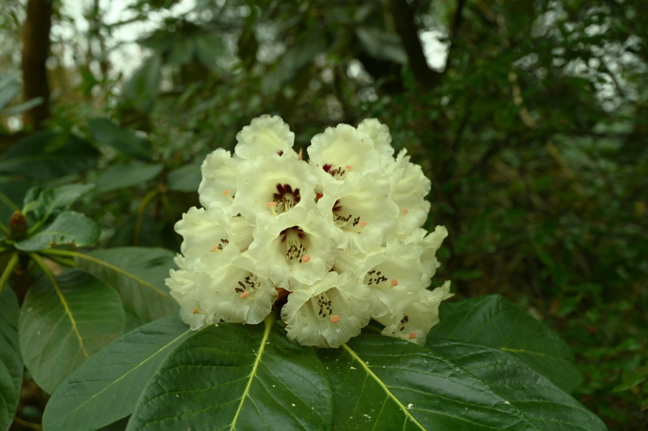 R. macabeanum AGM